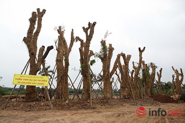 Sau khi cắt tỉa, đánh gốc,  hàng cây cổ thụ trên đường Kim Mã đã được di dời về vườn ươm xã Đa Tốn (huyện Gia Lâm, Hà Nội).