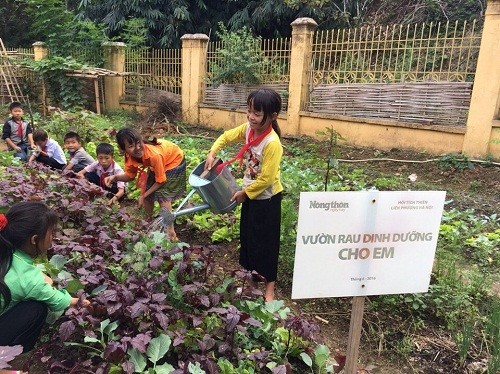 " Vườn rau dinh dưỡng cho em" đầu tiên do một tờ báo tặng trường TH Trịnh Tường 2 và trường TH Phìn Ngan, huyện Bát Xát, Lào Cai. Dưới bàn tay chăm sóc của thầy và trò nơi đây, những vườn rau cứ vươn lên xanh mướt.