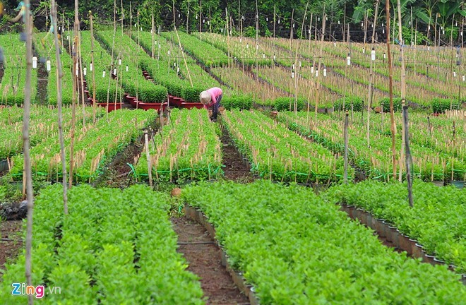 Gần Tết, những vườn hoa ở xã Quang Trung, huyện Thống Nhất (Đồng Nai) bước vào vụ, thu hút lượng lớn lao động trong và ngoài tỉnh về làm thuê. Anh Đỗ Minh Hưng (ngụ ấp Lê Lợi 2, xã Quang Trung), cho biết gia đình trồng 1 ha các loại cúc, cát tường, mào gà... Diện tích lớn, khối lượng công việc nhiều nên gia đình phải thuê hàng chục người làm.