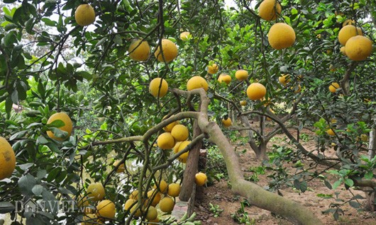 Vào những ngày này, các nhà vườn  bưởi tôm vàng ở xã Thượng Mỗ, huyện Đan Phượng đang tấp nập đón khách vào mua, đặt bưởi. Lý giải việc bưởi tôm vàng được khách đặt mua nhiều, ông Phan Văn Hào (gần 60 tuổi) ở thôn 2, xã Thượng Mỗ bộc bạch: “Nhiều người gọi bưởi tôm vàng là đệ nhất bưởi cũng phải, bởi giống bưởi này khi chín không chỉ có màu sắc vàng tươi rất đẹp, khi ăn có vị ngọt dịu đặc trưng mà còn có mùi thơm đặc biệt đến độ mà người ăn chỉ cần sờ vào vỏ thôi, dù rửa tay bằng xà phòng thơm thế nào cũng không hết mùi thơm”.