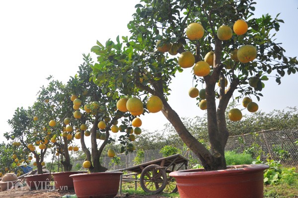 Vào thời điểm này, vườn cây của ông Giáp ở xã Cao Viên, huyện Thanh Oai (Hà Nội) đã bắt đầu tấp nập đón khách tới tham quan, mua cây. Ông Giáp tiết lộ: “Năm nay, ngoài các cây ngũ, thất đến thập quả mỗi cây, vườn tôi đã có thêm một dòng cây chưng Tết mới. Đó là  cây ngũ quả tán “trăm hoa đua nở” mang ý nghĩa mùa xuân mới, mùa xuân của vạn vật sinh sôi, trăm hoa đua nở”.