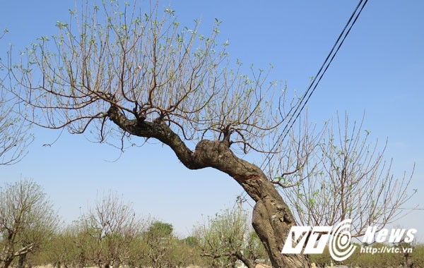 Làng hoa Đồng Dụ, xã Đặng Cương (An Dương, Hải Phòng) nổi tiếng với nghề trồng đào truyền thống. Qua bàn tay của các nghệ nhân, những kiệt tác cây nghệ thuật đã ra đời phục vụ người chơi cây cảnh mỗi độ Tết đến Xuân về.