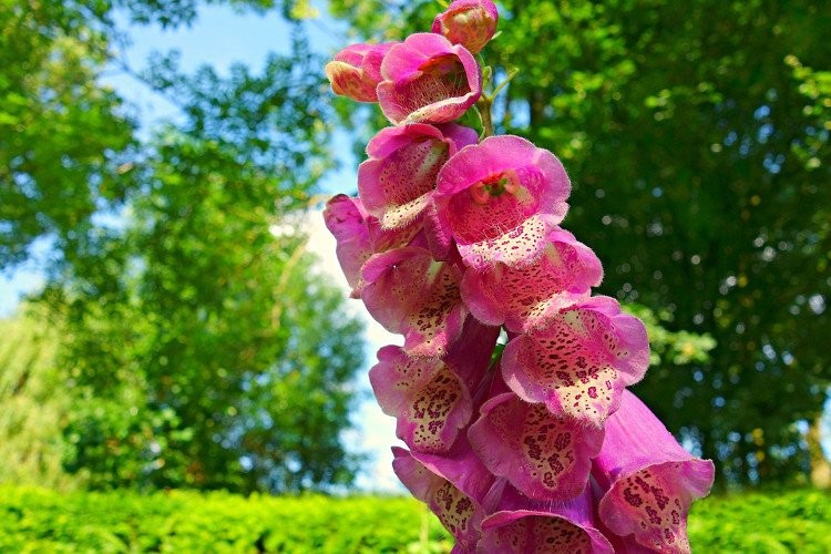  Hoa bao tay chồn (Foxglove) hay còn gọi là mao địa hoàng, tên khoa học là Digitalis purpurea, là một loài thực vật có hoa trong họ Mã đề. Hoa nở thành từng chùm, có màu tím hồng rất nổi bật.