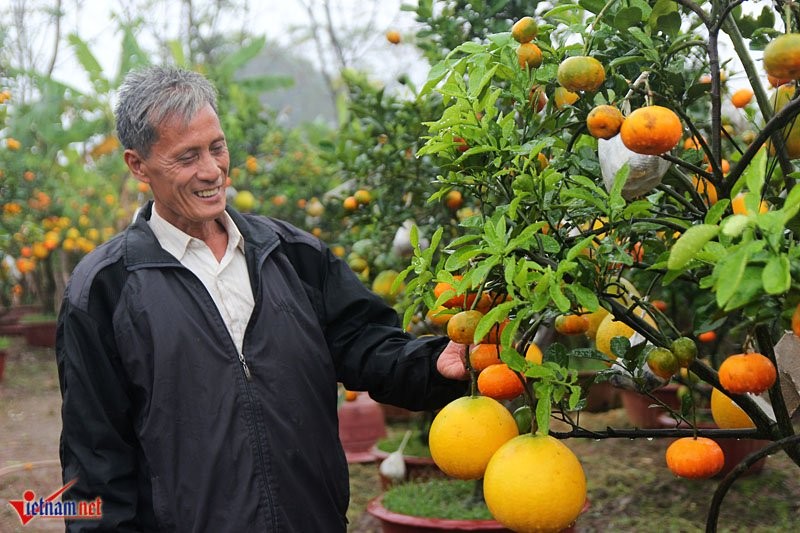 Đến xã Cao Viên, huyện Thanh Oai, hỏi lão nông Lê Đức Giáp sáng tạo ra giống  cây ngũ quả ngày Tết thì ai cũng biết. Nổi tiếng với giống cây cảnh ngũ quả trưng dịp Tết, ông Giáp đã ghép thành công 5 loại quả cùng phát triển trên một thân cây bưởi Diễn. Không chỉ dừng lại đó, với sự miệt mài, mày mò học hỏi, ông Giáp đã ghép thành công 9 loại quả trên một thân cây.