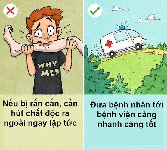 Nọc độc rắn xâm nhập vào máu rất nhanh nên cố gắng hút ra không những không hiệu quả mà còn có thể khiến nọc xâm nhập vào miệng và thực quản của bạn. Cách tốt nhất là bạn nên bình tĩnh, để vết thương thấp hơn tim, cho nạn nhân uống nhiều nước và đưa họ đến bệnh viện nhanh nhất có thể.