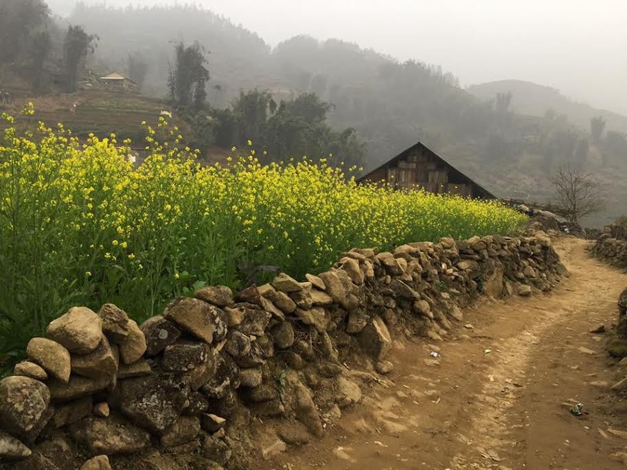 Nằm cách thị trấn Sa Pa, Lào Cai khoảng 3 km, bản Cát Cát thuộc xã San Sả Hồ, huyện Sa Pa, tỉnh Lào Cai là một trong những điểm đến hấp dẫn nhất luôn được du khách ưu ái lựa chọn mỗi khi đặt chân tới đây. Bản Cát Cát Cát nằm ẩn mình dưới chân núi Hoàng Liên Sơn những ngày này trở nên thơ mộng và quyến rũ hơn bao giờ hết bởi những luống hoa cải bạt ngàn, nở rộ vàng rực khiến bất kỳ ai lạc vào cũng khó lòng rời bước. Ngoài tiền vé vào bản Cát Cát là 40.000/người, du khách không phải trả thêm tiền khi tham quan, chụp ảnh ở vườn hoa.