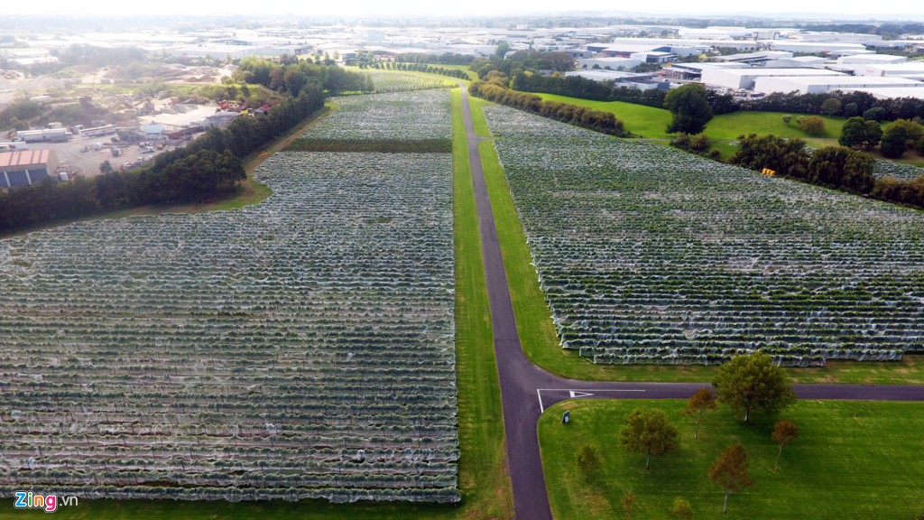 Một  cánh đồng nho nằm trong hệ thống núi lửa ở đường Montgomerie, Mangere, thành phố Auckland, gần sân bay quốc tế Auckland (New Zealand).