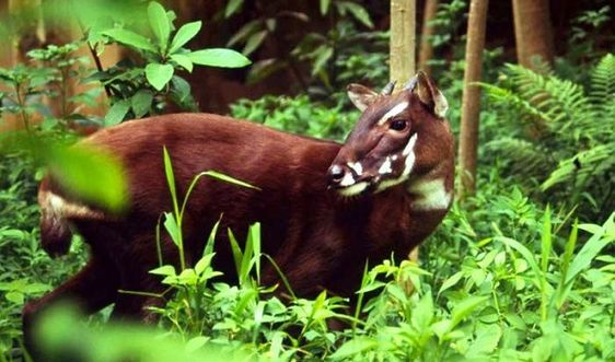 Mang Trường Sơn (Muntiacus truongsonensis), một trong những l oài sinh vật kỳ lạ. Mang Trường Sơn còn gọi là hoẵng, kỉ, hay mễn... là loài thú có giá trị vô cùng lớn. Loài động vật đặc hữu này được phát hiện trong dãy núi Trường Sơn, địa phận tỉnh Quảng Nam (Hiên Giăng, Phước Sơn) vào năm 1997. Tiếp đó là Khu Bảo tồn Sao la Thừa Thiên - Huế.