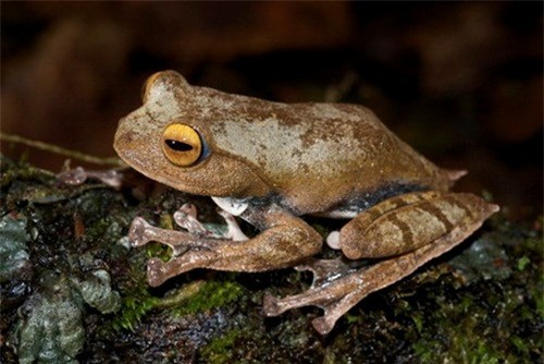 Ếch cây ma cà rồng (Rhacophorus vampyrus) là một  loài động vật độc lạ được các nhà khoa học phát hiện vào năm 2010. Tên gọi ma cà rồng do trong giai đoạn nòng nọc, miệng chúng có hai chiếc "răng nanh" màu đen thò ra trông giống hình tượng con quỷ hút máu huyền thoại văn hóa phương Tây.