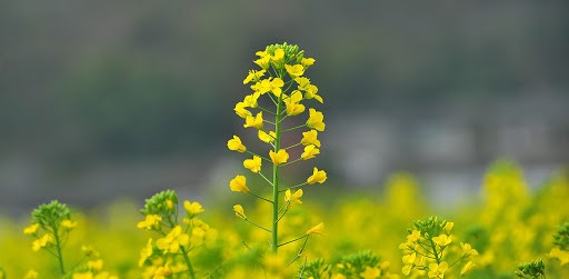  Mùa hoa cải của nhà thơ Nghiêm Thị Hằng là một bài thơ nói về mối tình dang dở của một chàng trai rụt rè, nhút nhát, yêu mà không dám ngỏ lời.