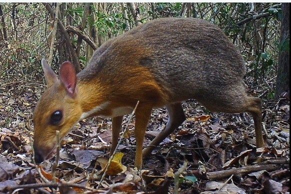  Cheo cheo lưng bạc hay còn gọi cheo cheo Việt Nam hoặc hươu chuột Việt Nam (danh pháp khoa học: Tragulus versicolor) là một loài động vật guốc chẵn trong họ cheo cheo.