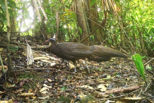  Trĩ sao (tên khoa học Rheinardia ocellata) là một loài chim lớn trong họ nhà trĩ với kích thước dài tới 235cm.