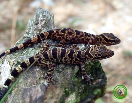 Thằn lằn chân ngón Yang Bay – Cyrtodactylus yangbayensis sp. nov. Ngô &amp; Chan, 2010 được tìm thấy tại Yang Bay, tỉnh Khánh Hoà. Loài đặc hữu này có có chiều dài đầu mình lớn nhất khoảng 92,3 mm, mắt có màu xanh đen với con ngươi màu vàng cam, đuôi có những vạch nâu đậm và nâu trắng nhạt xen kẽ.