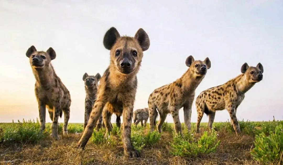 Châu Phi, lục địa rộng lớn với đa dạng sinh thái phong phú, là ngôi nhà của nhiều loài động vật ăn cỏ lớn và cùng với đó là vô số những kẻ săn mồi hung dữ. Trong số đó, loài  linh cẩu đốm không chỉ nổi bật bởi tính cách hung hãn và kỹ năng săn mồi độc đáo, mà còn là một hiện tượng đầy bí ẩn. Ảnh: Animal Planet