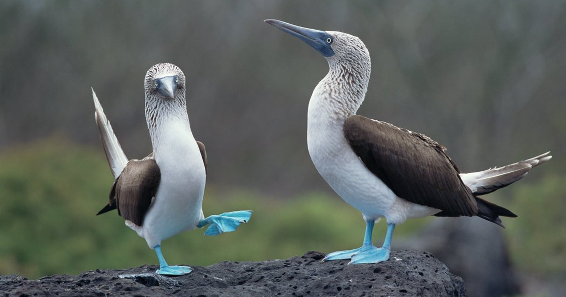 Những chú chim booby chân xanh là “đặc sản” của hòn đảo cổ xinh đẹp Galapagos, hòn đảo lạ lùng nằm ngoài khơi Thái Bình Dương, nơi còn nổi tiếng với những chú rùa nặng 400kg, những chú hải âu cỡ khủng.