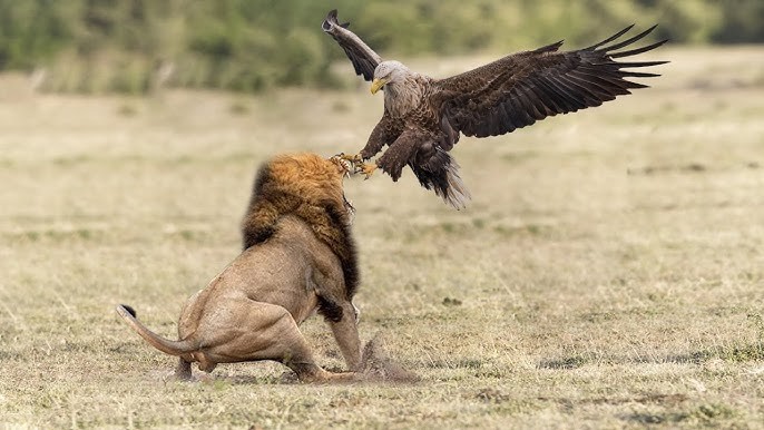 Theo National Geographic, tháng 12 năm 2012, tại khu bảo tồn Maasai Mara ở Kenya, các hướng dẫn viên đã chứng kiến nhiều vụ săn mồi đặc biệt, trong đó có một con  đại bàng martial trưởng thành theo dõi một đàn sư tử trong vài tuần.