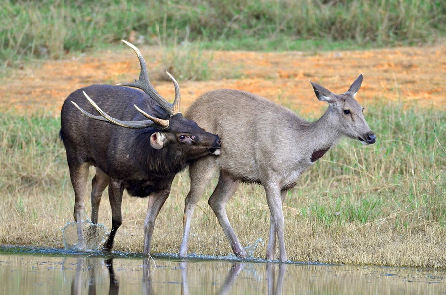 Nai (Cervus unicolor). Thuộc họ: Hươu nai (Cervidae). Kích thước: Dài 1,8-2 m. Khu vực phân bố: Trước đây Nai gặp khắp các tỉnh có rừng, hiện nay chỉ còn dọc theo biên giới phía Tây, từ Tây Bắc đến Đông Nam bộ và còn nhiều ở VQG Cát Tiên. Tình trạng bảo tồn trong Sách Đỏ IUCN: Sắp nguy cấp.