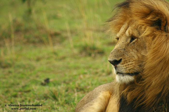 Khu bảo tồn động vật hoang dã Maasai Mara thuộc đất nước Kenya. Điều kiện sống cho động vật ở nơi đây rất lý tưởng, nhiều đồng cỏ, sông suối và cả rừng rậm. Các quy định về bảo vệ động vật cũng được thực hiện rất nghiêm ngặt.