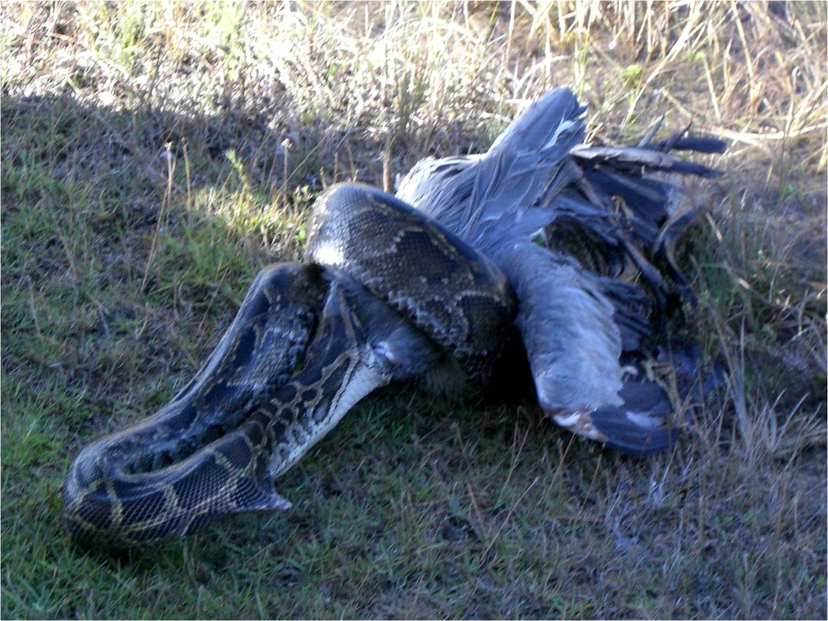 Trăn Miến Điện, có tên khoa học là Python molurus bivittatus. Đây là phân loài lớn nhất của trăn Ấn Độ và một trong những loài rắn lớn nhất thế giới. Loài trăn này có nguồn gốc từ Đông Nam Á và có tuổi thọ trung bình khoảng 25 năm.