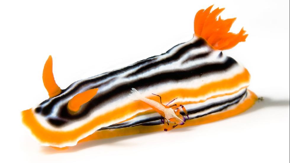 Sên biển Chromodoris thuộc chi ốc biển  có nhiều màu sắc lọt vào ống kính nhiếp ảnh gia cùng với một con tôm đẹp rực rỡ không kém.