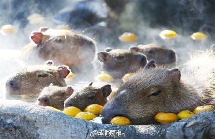 Chuột lang Capybaras nổi tiếng là loài gặm nhấm có kích thước “khủng” nhất thế giới. Loài  chuột khổng lồ này có nguồn gốc từ sông Amazon ở Nam Mỹ.