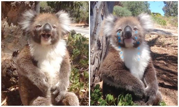 Cảnh tượng vô cùng hài hước giữa hai con  gấu koala con. Đó là khi hai con vật nhỏ bé này cùng tranh nhau trèo lên một cái cây nhưng chỉ có một chú trèo lên thành công, trong khi đó "em bé" còn lại bị đẩy ngã nhào xuống đất. Điều khiến người xem bật cười chính là chú koala bị ngã đã... ngồi ăn vạ và khóc om sòm ngay tại chỗ.