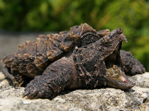 Rùa có cú đớp cá sấu (Macrochelys temminckii) là một trong những con rùa nước ngọt lớn nhất trên thế giới dựa trên trọng lượng, chúng có thể nặng gần 70kg.  Loài rùa kỳ dị này có vẻ ngoài xù xì giống như cá sấu, miệng nó được ngụy trang và có một phần phụ giống như con sâu trên đầu lưỡi để thu hút con mồi. Nó nằm hoàn toàn bất động, há miệng rộng, chờ đợi con mồi đến gần miệng, đớp với tốc độ nhanh đáng kinh ngạc.