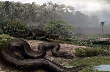 Trăn Titanoboa, sống cách đây 50-60 triệu năm, sau khi khủng long và nhiều loài sinh vật khác tuyệt chủng, giờ chỉ là hóa thạch, nhưng các nhà khoa học ước tính loài  trăn khổng lồ này dài khoảng 14m và nặng hơn 1 tấn.