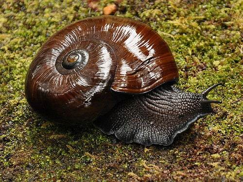  Ốc sên Powelliphanta là một loài ốc ở New Zealand, to bằng nắm tay và có tới 6.000 chiếc răng. Loài sinh vật này tốc độ săn mồi chớp nhoáng khi siết ngạt và nuốt chửng sâu đất dài gấp nhiều lần.