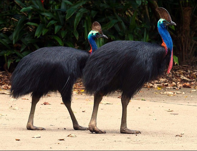 Đây là  đà điểu đầu mèo (chính xác gọi là "đầu mào", Cassowary), một loài chim không biết bay thuộc họ đà điểu, sống tại đông bắc châu Úc và các vùng rừng nhiệt đới New Guinea. Khoan hãy để những yếm thịt màu đỏ và lam của nó đánh lừa bạn.