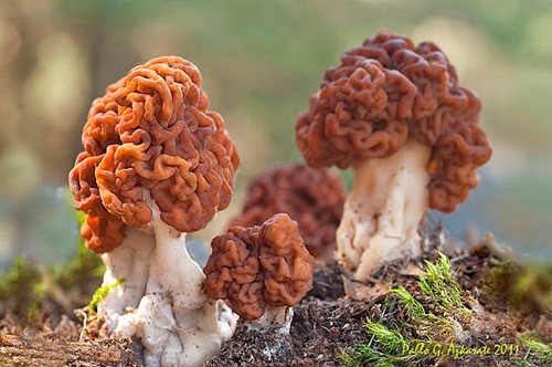  Nấm não người   Nấm não người có tên khoa học là Gyromitra esculenta. Nó còn được biết đến với tên gọi khác là nấm khăn xếp. Ảnh fichasmicologicas. Nấm não người có màu vàng sáp hay nâu, mũ nấm có nhiều nếp nhăn giống như bộ não, có thể đạt chiều cao 10cm và rộng 15cm. Nếu được chế biến đúng cách, nấm não không gây nguy hiểm gì cho sức khỏe. Nhưng nếu ăn nấm não chưa qua chế biến có thể gây chết người. Chất độc của nấm não tác động đến gan, hệ thần kinh trung ương và có thể là đến thận.     