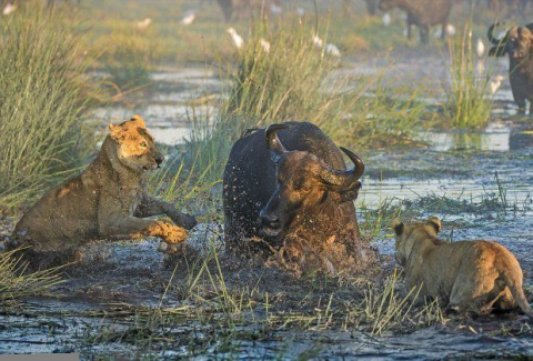 Tại khu đầm lầy ở đồng bằng châu thổ sông Okavango (thuộc Botswana), nhiếp ảnh gia Wim van den Heever đã ghi lại khoảnh khắc thất bại ê chề của hai  sư tử cái trước một trâu rừng.