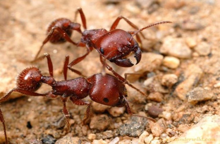 Loài độc nhất thế giới- kiến gặt (Pogoonomyrmex Maricopa). Được coi là  loài côn trùng độc nhất thế giới nhưng loài này lại không gây hại tới con người. Nọc độc của nó độc gấp 25 lần so với ong mật. Nó sống chủ yếu ở Mỹ.