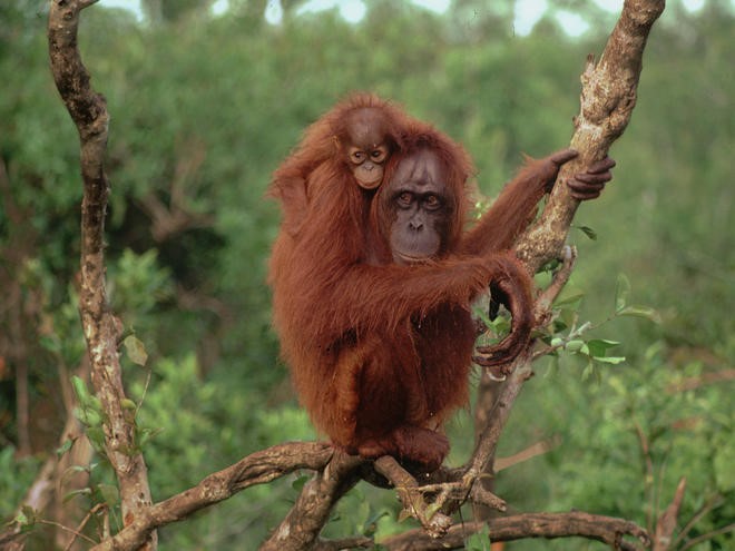 Đười ươi tại đảo Borneo lại có cách cảnh cáo kẻ thù vô cùng kỳ quái. Khi phát hiện rắn, hổ, báo hay con người đến gần, loài  động vật này hôn tay, lá hoặc cây, tạo ra những âm thanh ghê rợn, báo cho kẻ thù biết rằng chúng đã biết sự xuất hiện của những kẻ đó.