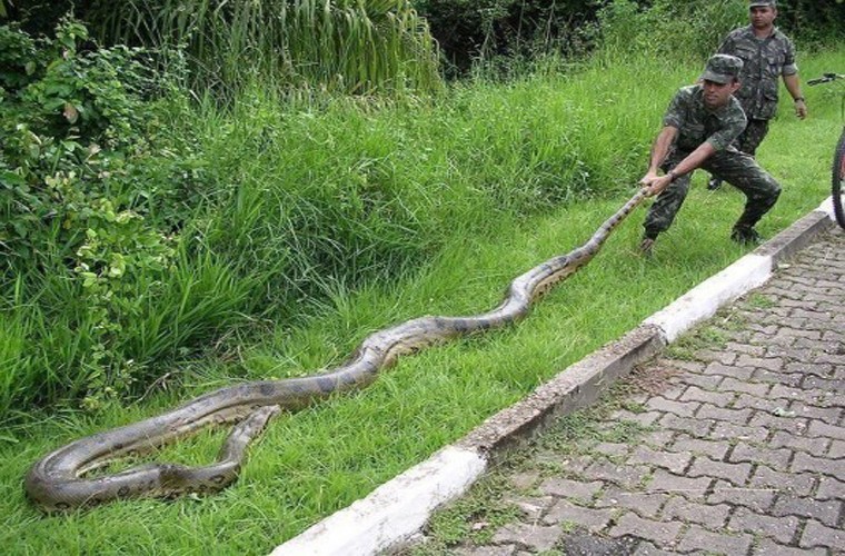 Eunectes murinus là loài ăn thịt nặng và dài nhất thế giới.  Loài rắn độc lạ này có cách thức ăn thịt khá giống trăn: quấn quanh con mồi cho đến khi con mồi ngạt thở và chết rồi nuốt chửng vào bụng.