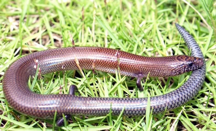 Thằn lằn bóng thiên thần (Lygosoma angeli) có những hàng vảy xếp đều phản chiếu lung linh dưới ánh nắng mặt trời sau những cơn mưa dài khiến chúng phải điều tiết thân nhiệt bằng cách phơi nắng. Với thân hình thuôn dài, có 30 hàng vẩy quanh giữa thân,  loài bò sát này thật xứng danh thiên thần.