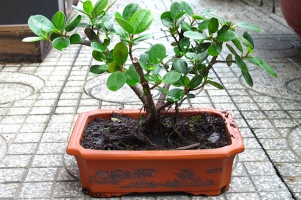 Cây đa bonsai:  Cây đa thường có rễ rất to, thô và điều này trong phong thủy bị coi là gây mất cân bằng cho ngôi nhà của bạn, gây ảnh hưởng tới việc làm ăn, sức khỏe của những người sống trong nhà.