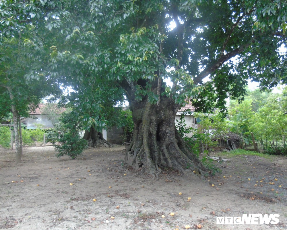 Thời gian này, những quả thị chín vàng trên 5 cây thị cổ thụ 670 năm tuổi của gia đình ông Lê Minh Thưởng ở xóm 2, xã Nghi Thịnh, huyện Nghi Lộc (Nghệ An) đang tỏa ngát hương thơm. Được biết, 5  cây thị cổ thụ này được Hội đồng Cây di sản Việt Nam công nhận là “Cây di sản Việt Nam” vào năm 2011. Tương truyền, 5 cây thị này là nơi buộc voi của vua Quang Trung trong lễ Hội quân trước khi ra Bắc đại phá quân Thanh năm 1789.