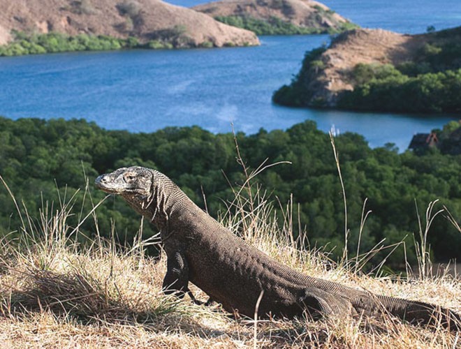 Rồng Komodo được coi là quốc thú của Indonesia. Đây là loài thằn lằn lớn nhất trên thế giới hiện nay, được cho là có quan hệ mật thiết với loài khủng long đã tuyệt chủng cách đây hàng triệu năm.