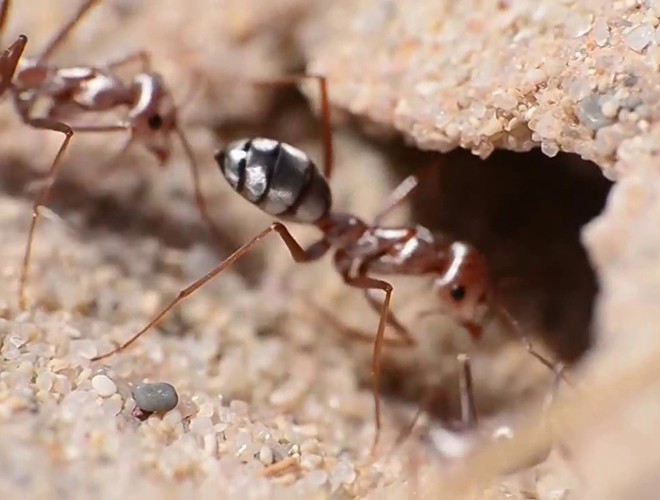 Kiến bạc chân dài (Cataglyphis bombycina) sống ở những đụn cát phía Bắc sa mạc Sahara là một trong những  động vật chịu nhiệt giỏi nhất hành tinh. Nhiệt độ lên tới 50 độ C ở Sahara - sa mạc nóng nhất thế giới có vẻ chẳng "nhằm nhò" gì với chúng.