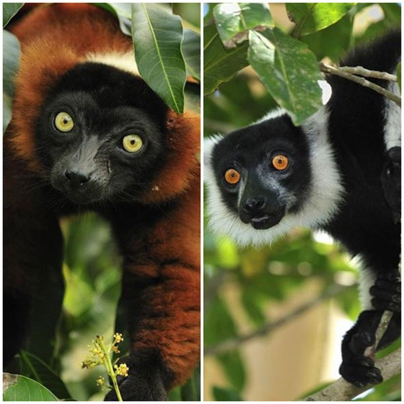 1. Vượn cáo. "Những con vượn cáo Madagascar thường cất tiếng kêu ám ảnh với âm thanh nghe ghê rợn vang xa tại khu vực sinh sống của chúng gây hoang mang cho người dân về "hồn ma hay linh hồn sống trong rừng" - Chelsea Feast, chuyên gia nghiên cứu linh trưởng tại Trung tâm Tennessee Aquarium (Mỹ), cho biết.