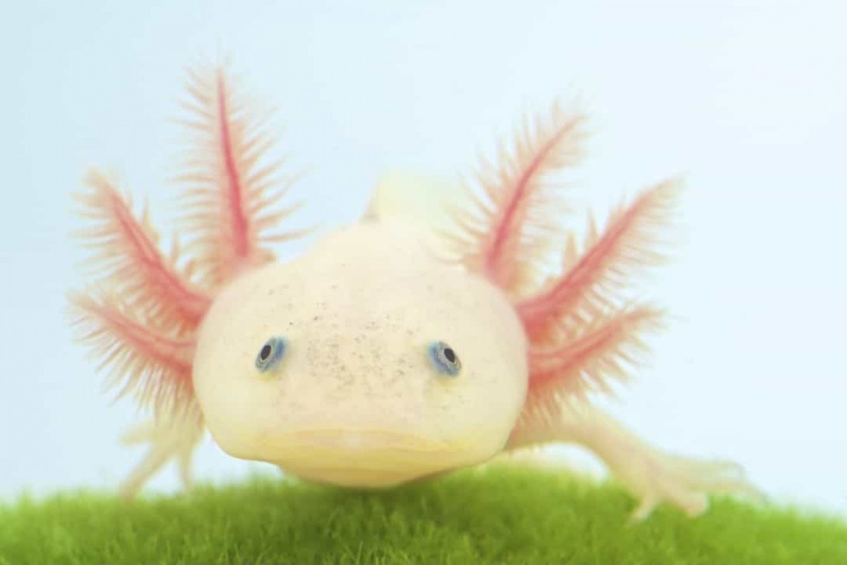 Axolotl còn được biết tới là kỳ giông Mexico hay cá đi bộ Mexico. Loài động vật này có vẻ ngoài đặc biệt và khả năng tự chữa lành khi có thể mọc lại các chi sau khi chúng bị đứt lìa.