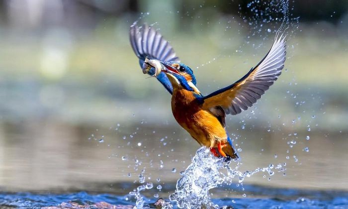 Một con chim bói cá kiếm ăn ở hạt Lincolnshire, vùng England, Vương quốc Anh. (Ảnh: Charlotte Graham/Rex/Shutterstock). Đây là một trong những bức ảnh ấn tượng về thế giới động vật hoang dã trong tuần.