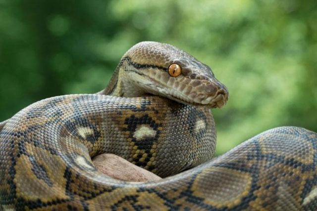 Trăn Anaconda xanh (tên khoa học Eunectes murinus). Đây là đại diện tiêu biểu, là một chi rắn khổng lồ sống ở lưu vực sông Amazon, Nam Mỹ. Chúng thường được gọi với cái tên rút gọn là trăn Nam Mỹ.