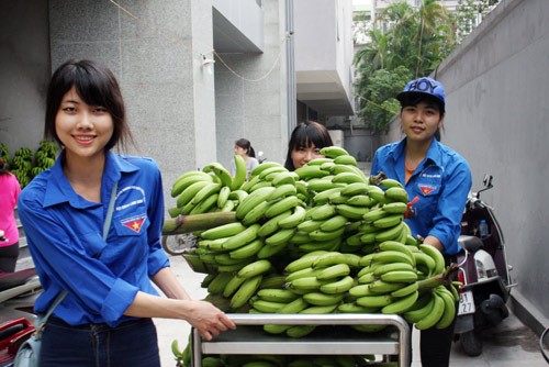 Mấy ngày qua, thông tin chuối tiêu hồng của người dân Yên Lạc (Vĩnh Phúc) đến mùa thu hoạch nhưng không có người mua. Nhiều người dân phải chặt chuối cho gia súc ăn hoặc vứt bỏ dưới gốc cây. Phần ít được thương lái thu mua nhưng với giá “bèo”. Ảnh: Những  bóng hồng tình nguyện tham gia vận chuyển chuối cho khách hàng ở 23 Lạc Trung (Hai Bà Trưng, Hà Nội).