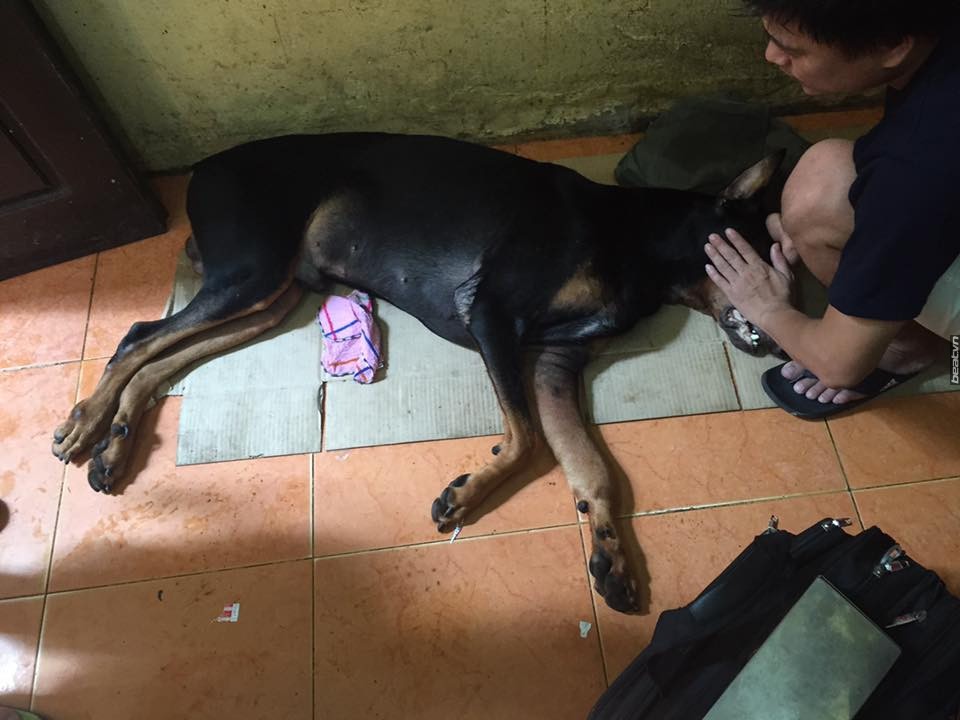 Vài ngày qua, tình hình sức khỏe của  chú chó Doberman bị đâm trên phố Nguyễn Chí Thanh vài ngày trước được đông đảo cư dân mạng và những người yêu quý chó và động vật rất quan tâm. Bị đâm 2 nhát chí tử vào cổ họng, nhưng Jin (tên chú chó bị đâm) đã được đưa đi cứu chữa kịp thời nên không mất mạng trong thời điểm nguy hiểm nhất. Người trực tiếp xử lý vết thương, cứu Jin thoát khỏi nguy kịch là anh Tùng Đinh đã thường xuyên cập nhật tình hình của chú chó đáng thương vài ngày qua để dân tình, những người quan tâm tiện theo dõi.