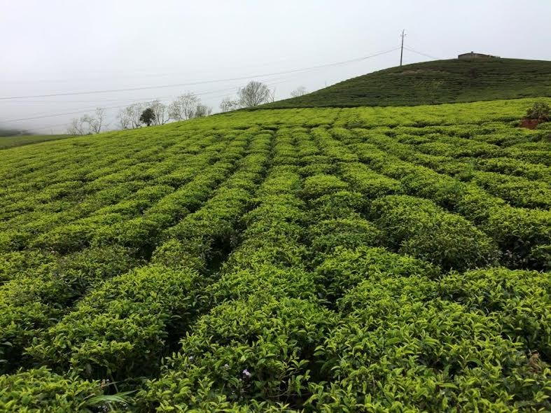 Cách trung tâm thành phố 25 km,  đồi chè Cầu Đất hiện là điểm đến yêu thích của nhiều người khi du ngoạn Đà Lạt. Để tới đây, bạn chạy thẳng theo đường Trần Hưng Đạo - Hùng Vương - Tự Phước sau đó rẽ phải vào quốc lộ 20 đi Trại Mát.