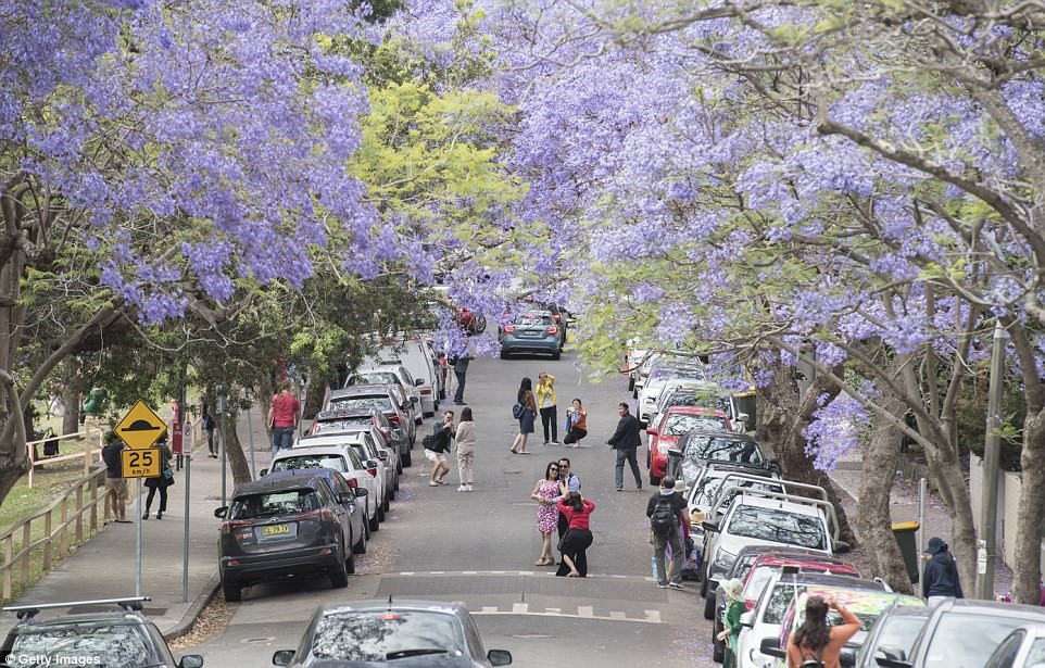 Những ngày này, hoa jacaranda ( phượng tím) đang nở rộ ở Sydney, Australia. Nhiều khách du lịch đổ xô đến các đường phố có loài hoa này để chiêm ngưỡng, chụp ảnh. Giao thông ở phố McDougall ở khu Kiribili, Sydney bị tắc nghẽn khi khách du lịch đến từ châu Á tới chụp ảnh dưới những cây jacaranda.