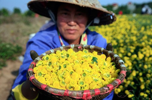 Năm nay do nhuận 2 tháng 6 âm nên hoa cúc nở sớm hơn, từ giữa tháng 12 người dân Nghĩa Trai đã vào mùa thu hoạch hoa cúc, rộn ràng từ sáng sớm đến chiều muộn, thậm chí làm xuyên trưa bởi hoa nở rất nhanh. Theo ông Đỗ An, một cao niên 75 tuổi ở thôn Nghĩa Trai thì hoa cúc chi (hay hoa kim cúc) được coi như vị thuốc tốt và cũng là loài hoa đẹp đặc trưng riêng của làng nghề này. Xưa kia, cúc chi được trồng để dâng lên vua chúa làm dược liệu nên có tên gọi khác là  cúc tiến vua với tác dụng thanh nhiệt, giải độc, có khả năng chữa được các bệnh hoa mắt, chóng mặt, đau đầu, cao huyết áp…