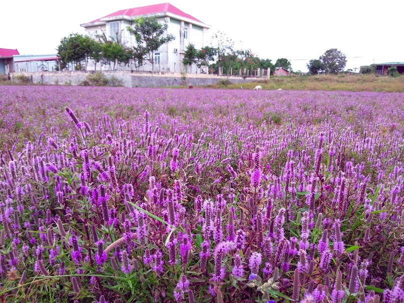 Theo tìm hiểu của chúng tôi,  cánh đồng hoa tìm xuất hiện tại một số ruộng lúa cạn nước không thể gieo sạ. Lúc này, loài cỏ lạ này bắt đầu lan rộng và đồng loạt bung hoa phủ tím cả một không gian yên bình.